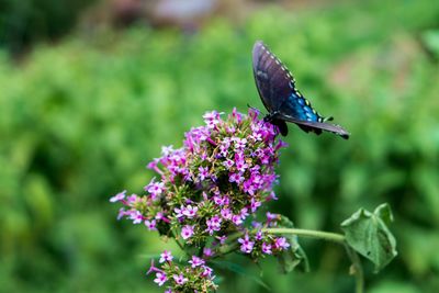 Close-up of butterfly pollinating on purple flower