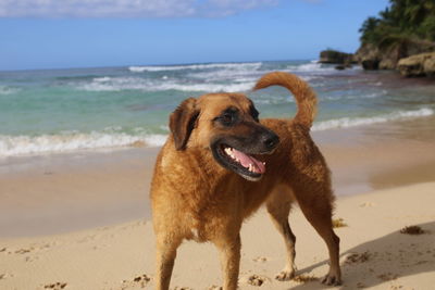 Dog on beach against sky