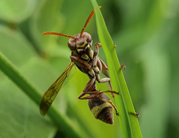 Close-up of insect on plant