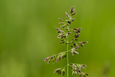 Close-up of flowering plant