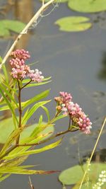 Close-up of pink flowers