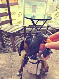 Close-up of hand holding dog