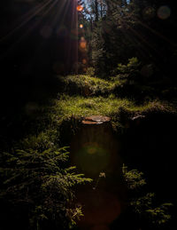 View of trees in forest