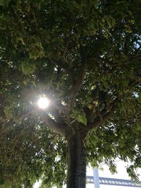 Low angle view of trees against sky