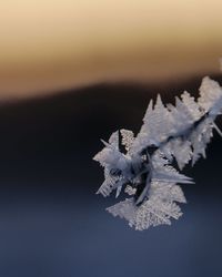 Close-up of snow