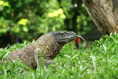 Close-up of a komodo dragon