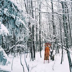 Snow covered trees in forest