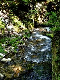 River flowing through forest