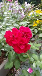 Close-up of pink rose blooming outdoors