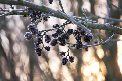 Close-up of berries growing on tree