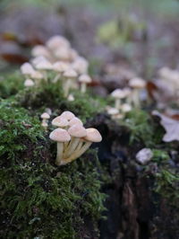 Close-up of mushrooms growing on moss