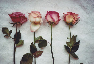 Plants and leaves on plant
