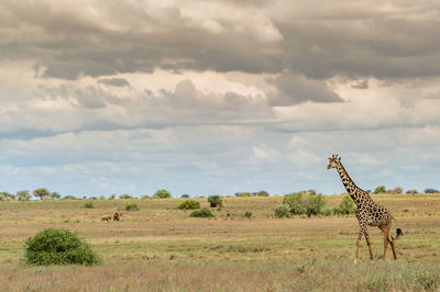 View of a giraffe on landscape against cloudy sky