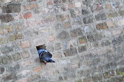 Pigeon in a hole in visconteo castle's wall in pagazzano, bergamo, lombardy, italy.