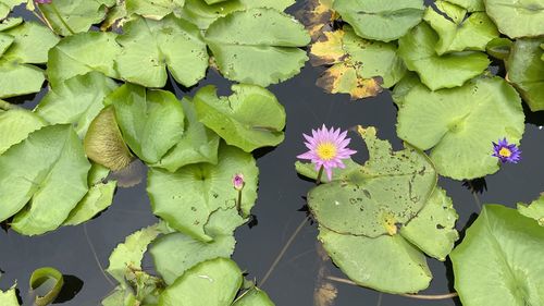 High angle view of water lily on leaves