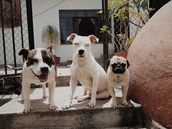 Portrait of dogs