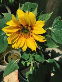 Close-up of sunflower blooming outdoors