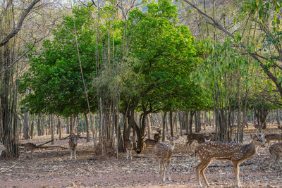 View of deer in forest