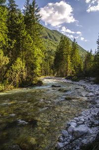 Scenic view of stream flowing amidst trees in forest against sky