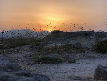 Flock of birds on land against sky during sunset