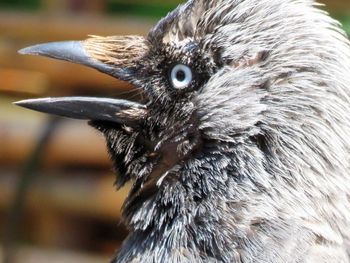 Close-up of bird