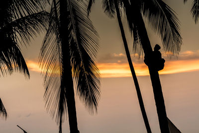 Silhouette person standing on palm tree at beach during sunset