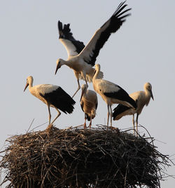 Low angle view of birds