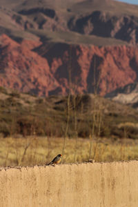 Bird perching on a rock