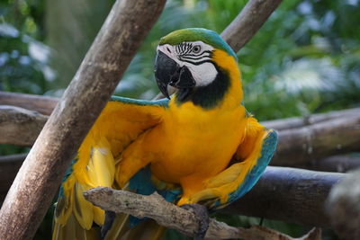 Close-up of parrot perching on tree