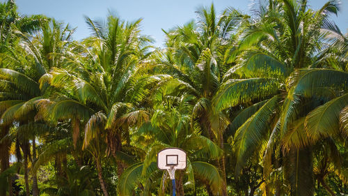 Low angle view of palm trees against sky