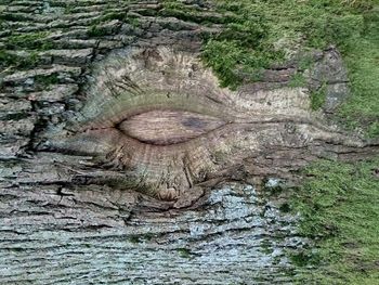 View of tree trunk