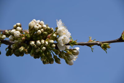 Low angle view of flowering plant against clear blue sky