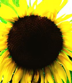 Close-up of sunflower blooming outdoors