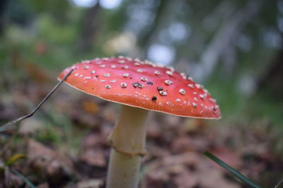 Close-up of fly agaric mushroom on field