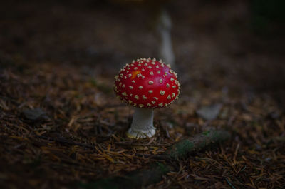 Close-up of fly agaric mushroom on field