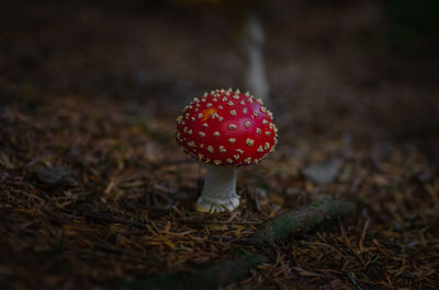 Fly agaric in woodland