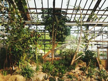 Plants growing in greenhouse