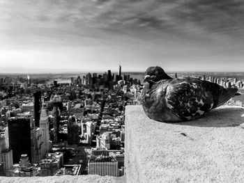 Close-up of bird sitting on building terrace in city against sky