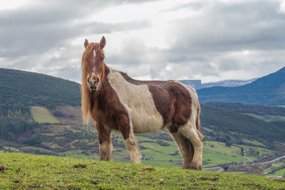 View of a horse on field