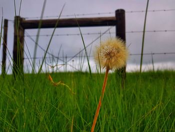 Close-up of flowers on field