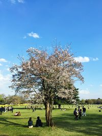 View of flower tree on landscape against sky