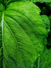 Close-up of wet plant leaves during rainy season