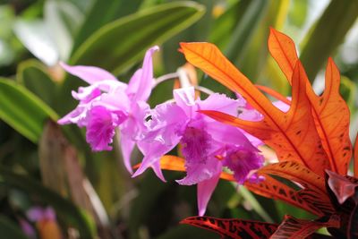 Close-up of purple flowers