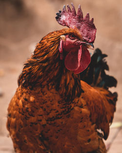 Close-up of rooster