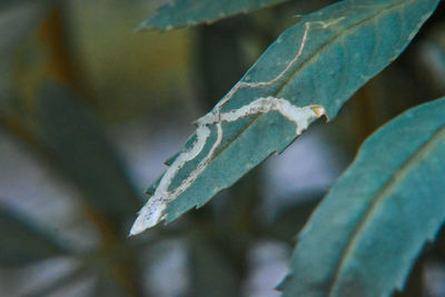 Close-up of frozen plant during winter