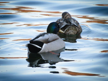 Duck swimming in lake