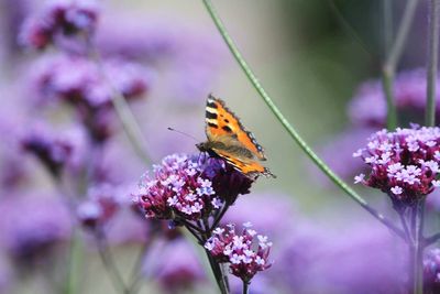 Close-up of butterfly pollinating on purple flower