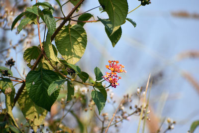 Close-up of red flowering plant on tree