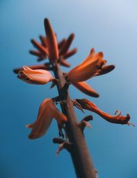 Low angle view of flowering plant against blue sky