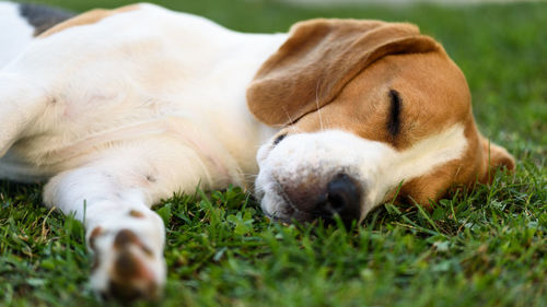 Close-up of a dog sleeping on grass